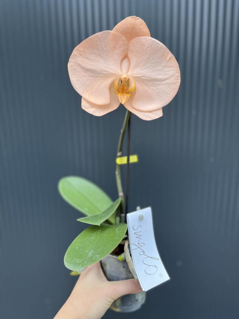 Phalaenopsis Singolo Aquarello Sunlight | Mix 3 kolory