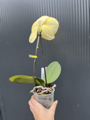 Phalaenopsis Singolo Aquarello Sunlight | Mix 3 kolory