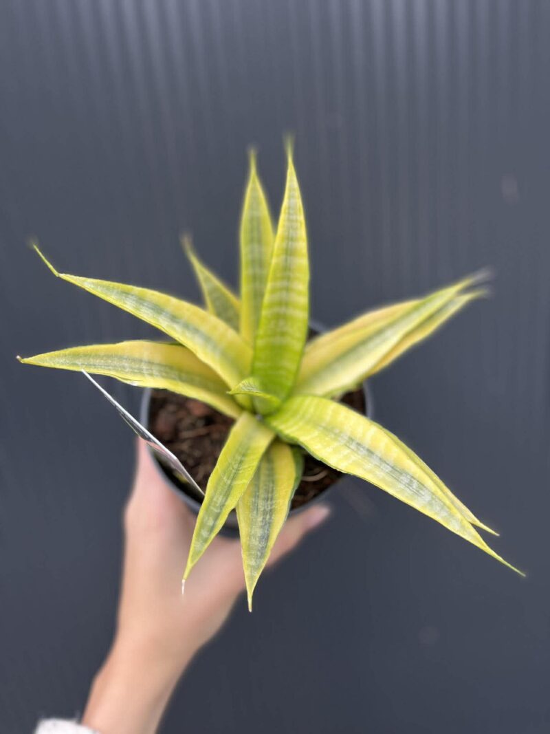 Sansevieria Cordova variegata Sansevieria Cordova variegata