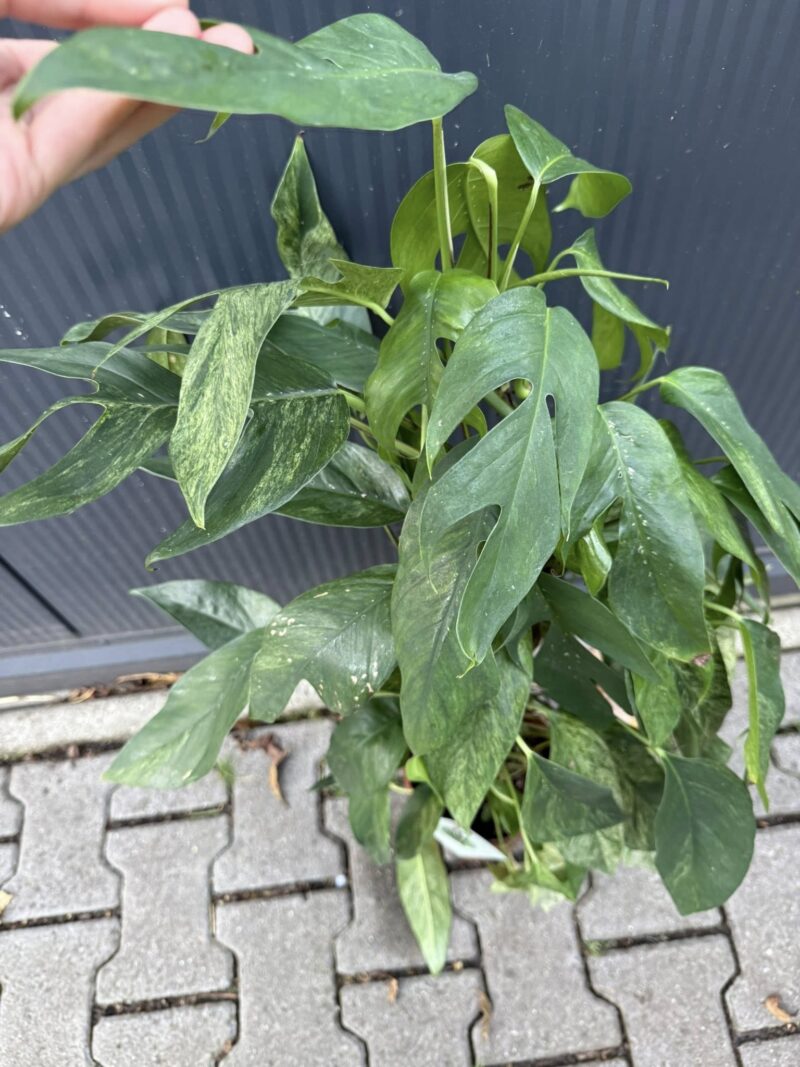 Epipremnum pinnatum baltic blue mint variegata