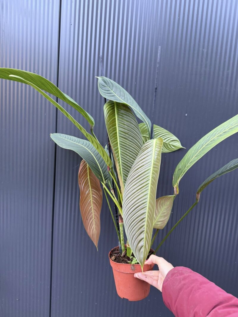 Philodendron Heterocraspedon Philodendron Heterocraspedon