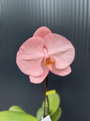 Phalaenopsis Singolo Aquarello Sunlight | Mix 3 kolory