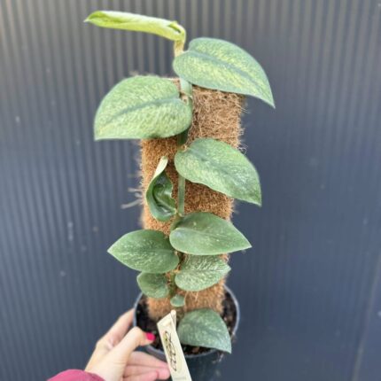 Rhaphidophora Hongkongensis Variegata