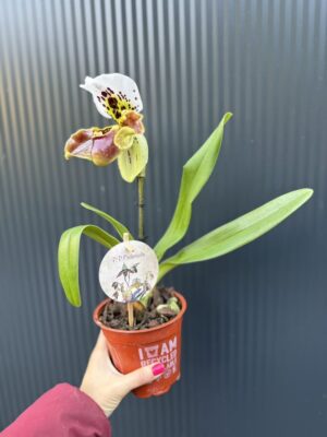 Storczyk Paphiopedilum – USA Hybrid