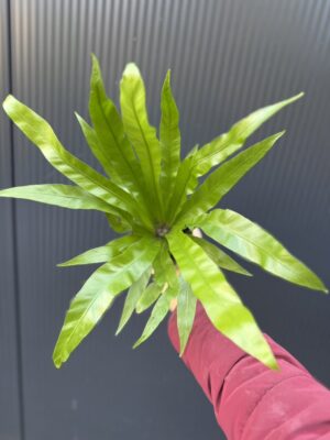 Asplenium Antiquum | Paproć