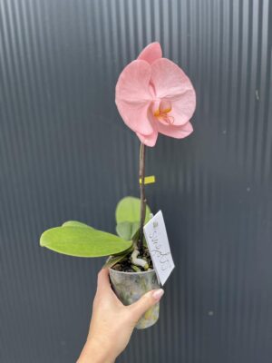 Phalaenopsis Singolo Aquarello Sunlight | Mix 3 kolory
