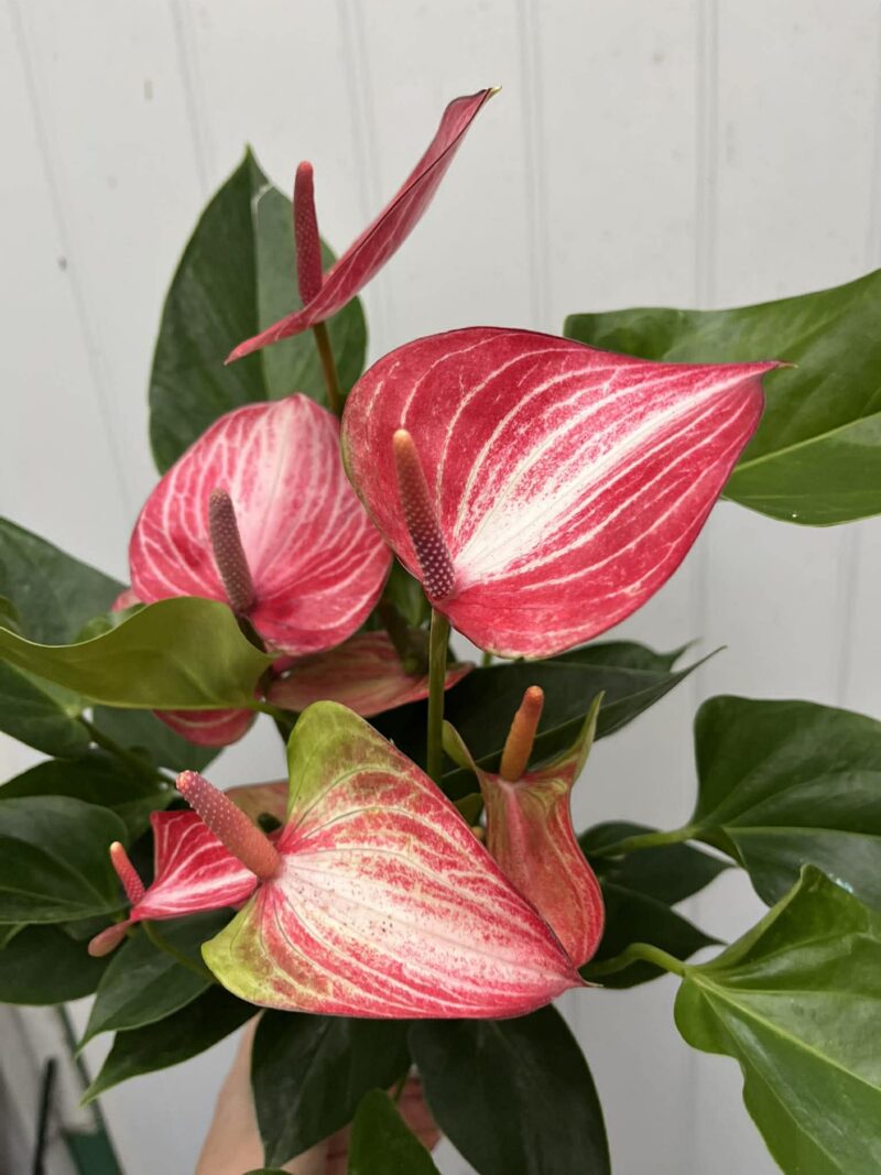 Anthurium andraeanum ‘Livium’ Anthurium andraeanum ‘Livium’