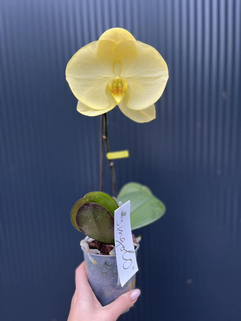 Phalaenopsis Singolo Aquarello Sunlight | Mix 3 kolory