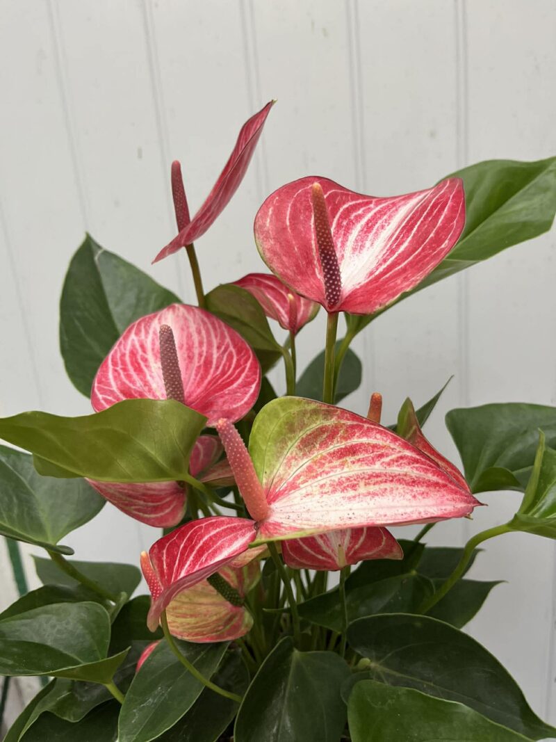 Anthurium andraeanum ‘Livium’