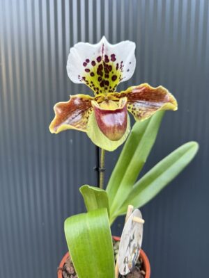 Storczyk Paphiopedilum – USA Hybrid