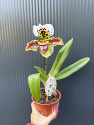 Storczyk Paphiopedilum – USA Hybrid
