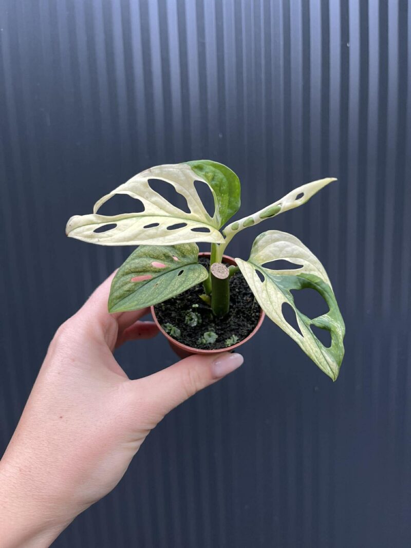 Monstera Adansonii Variegata Monstera Adansonii Variegata