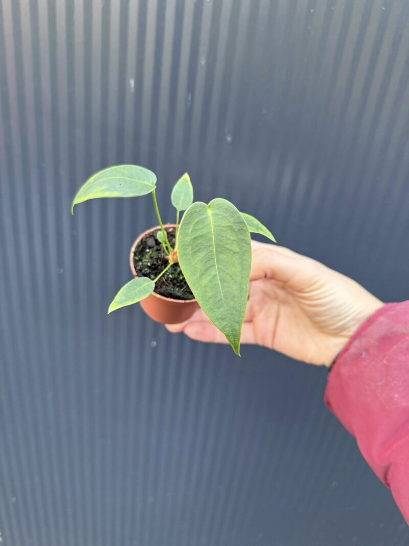 Anthurium Peltigerum – maluszek Anthurium Peltigerum – maluszek