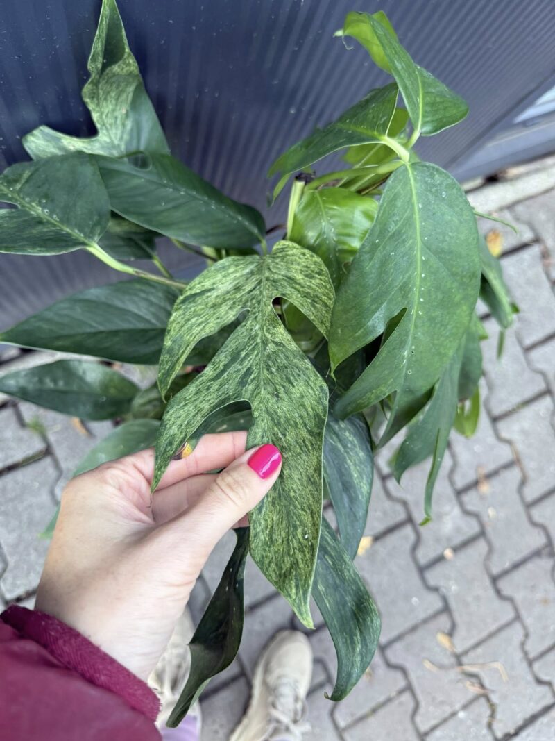 Epipremnum pinnatum baltic blue mint variegata Epipremnum pinnatum baltic blue mint variegata