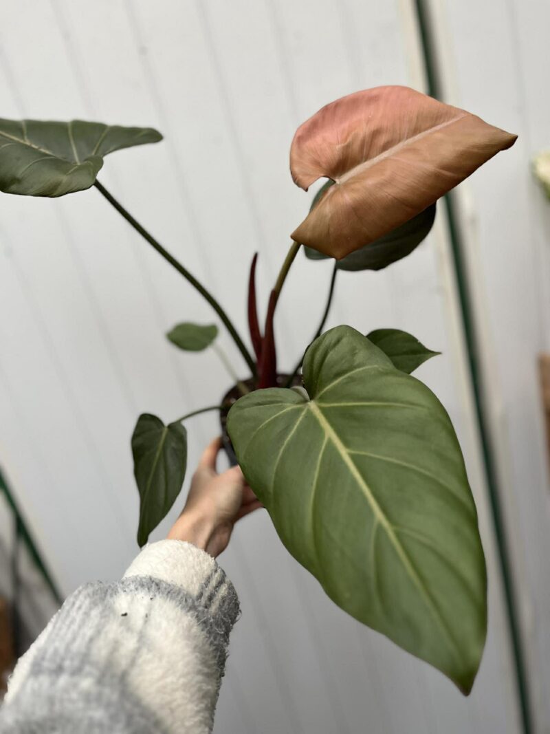 Philodendron Summer Glory Philodendron Summer Glory