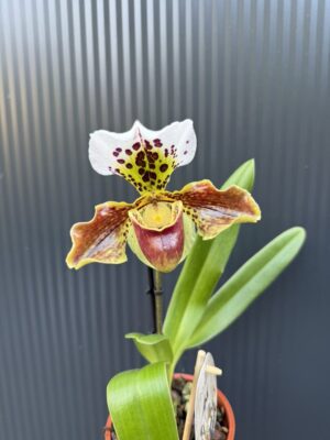 Storczyk Paphiopedilum – USA Hybrid