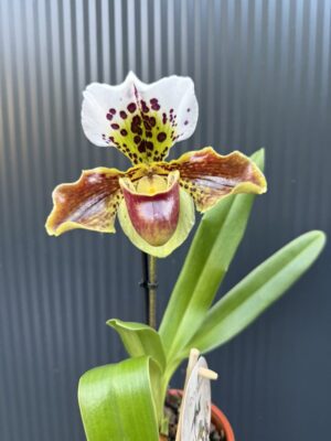Storczyk Paphiopedilum – USA Hybrid