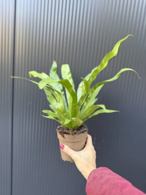 Asplenium Antiquum | Paproć