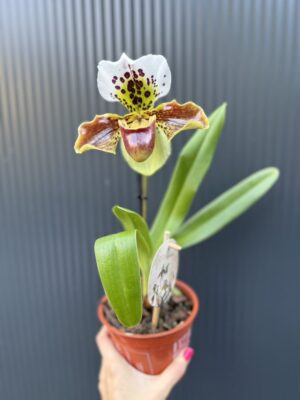Storczyk Paphiopedilum – USA Hybrid