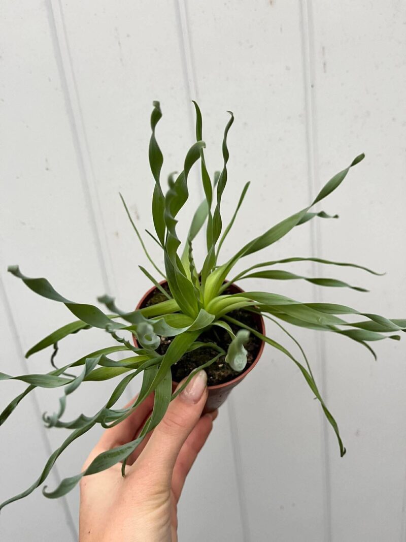 Albuca Frizzle Sizzle Cyrtanthus Spiralis