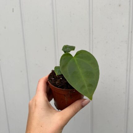 Anthurium Napo