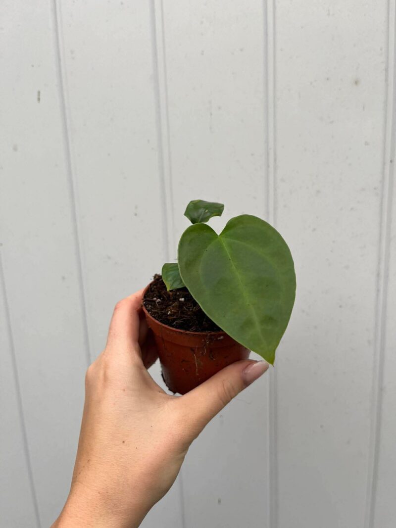 Anthurium Napo Anthurium Napo
