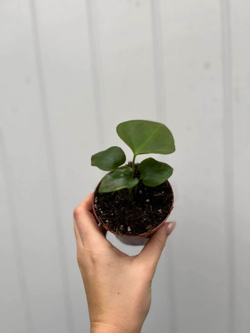 Anthurium Napo