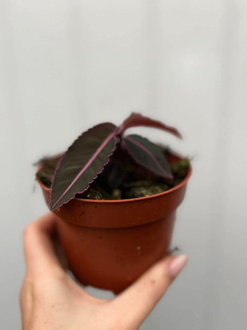 Labisia Pumila