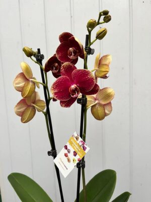 Phalaenopsis Limited 23 | Storczyk