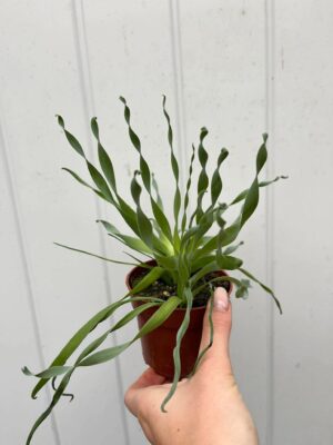 Albuca Frizzle Sizzle Cyrtanthus Spiralis