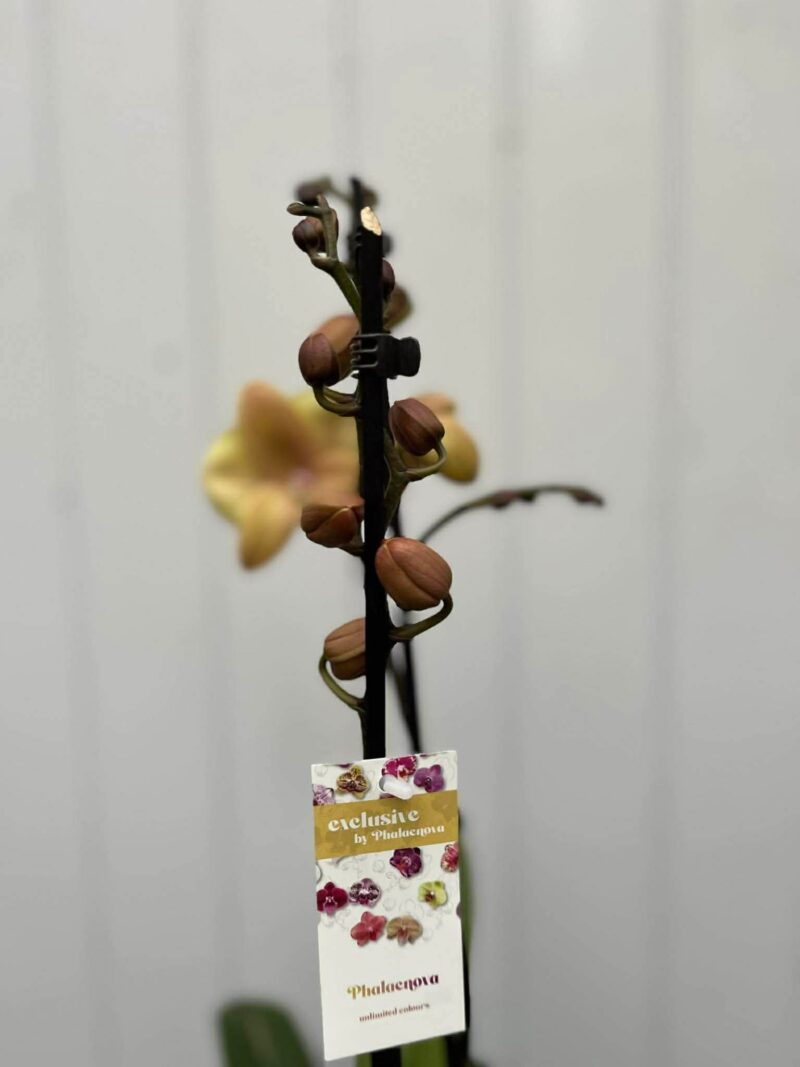 Phalaenopsis Limited 11 | Storczyk