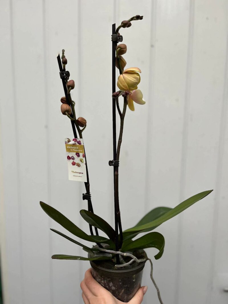 Phalaenopsis Limited 11 | Storczyk