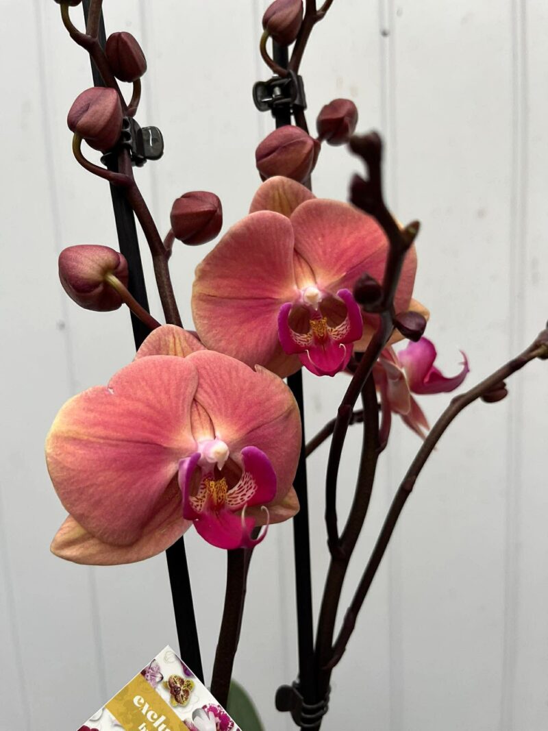 Phalaenopsis Limited 24 | Storczyk Phalaenopsis Limited 24 | Storczyk