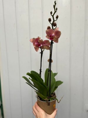 Phalaenopsis Pirate Picotee | Storczyk