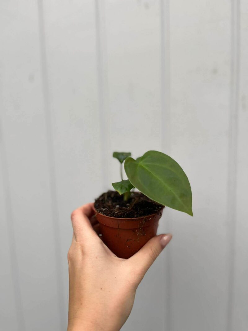 Anthurium Napo