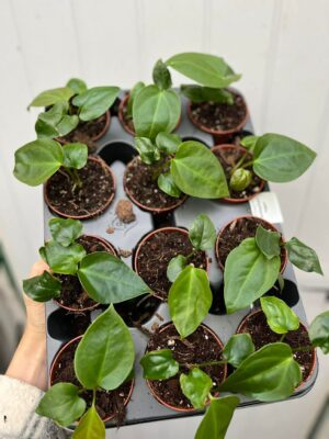 Anthurium Napo