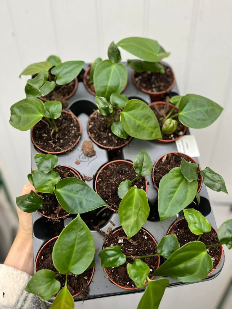 Anthurium Napo