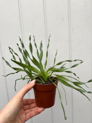 Albuca Frizzle Sizzle Cyrtanthus Spiralis