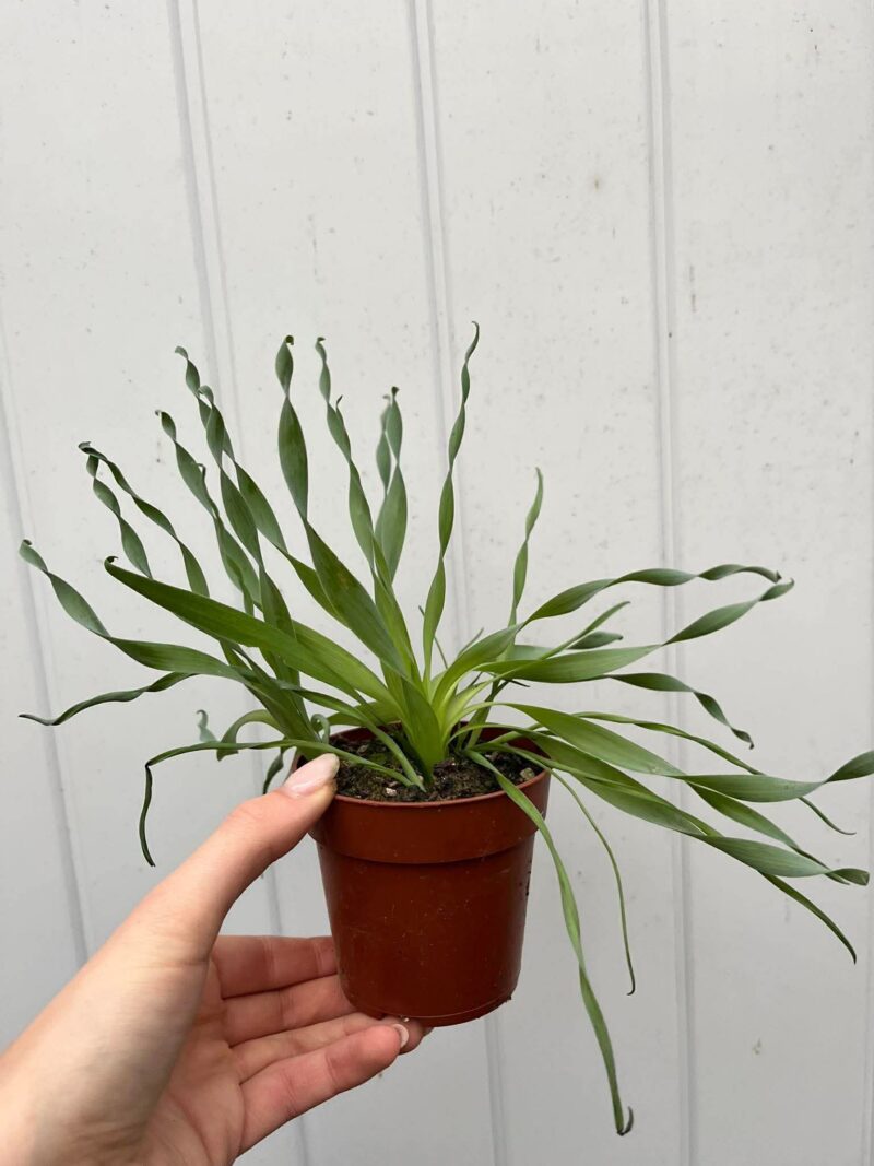 Albuca Frizzle Sizzle Cyrtanthus Spiralis