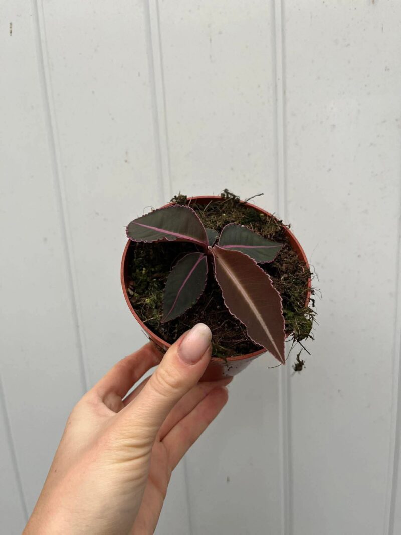 Labisia Pumila