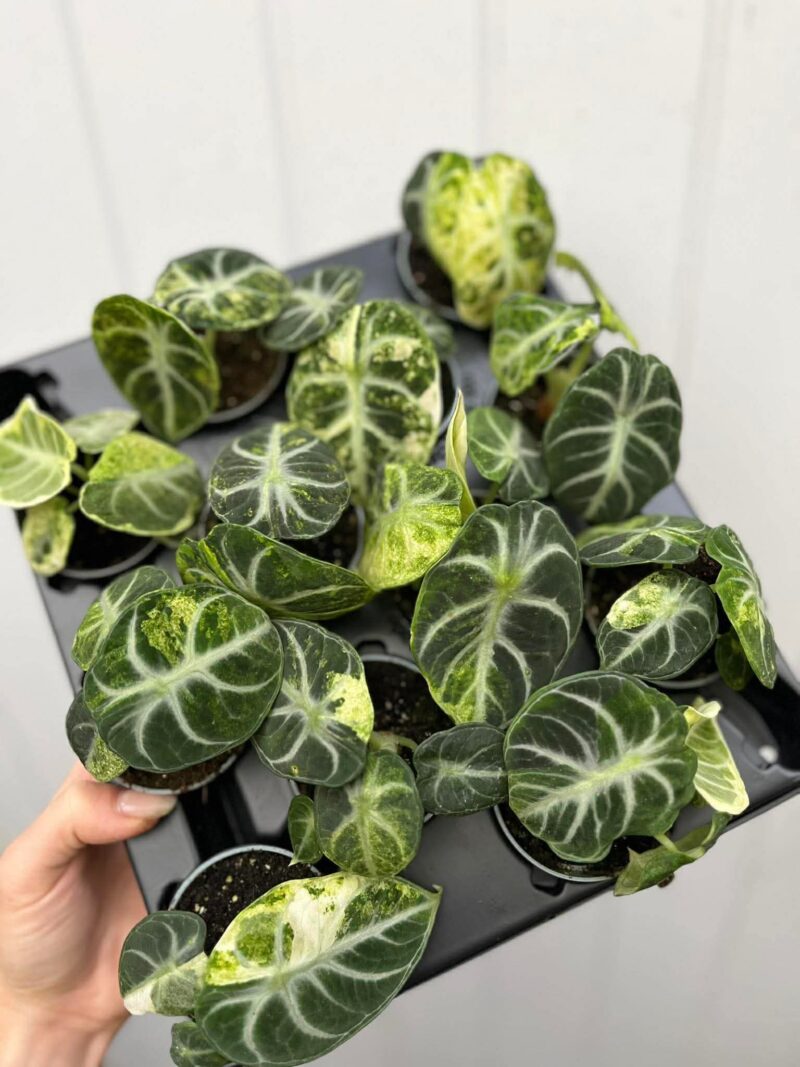Alocasia Ninja Variegata Alocasia Ninja Variegata