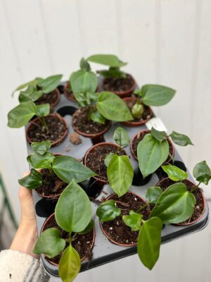 Anthurium Napo