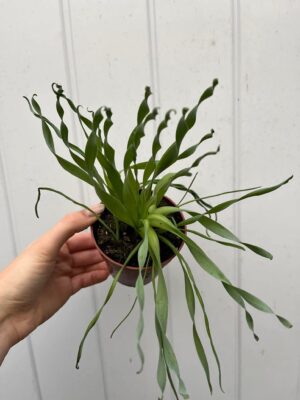 Albuca Frizzle Sizzle Cyrtanthus Spiralis