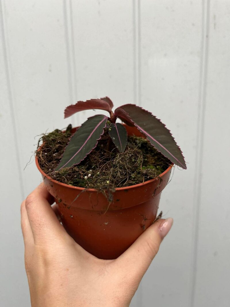 Labisia Pumila