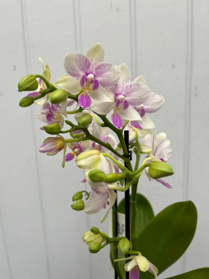 Phalaenopsis Blossom Bliss | Storczyk Phalaenopsis Blossom Bliss | Storczyk