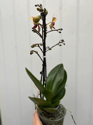 Phalaenopsis Sunset Love | Storczyk