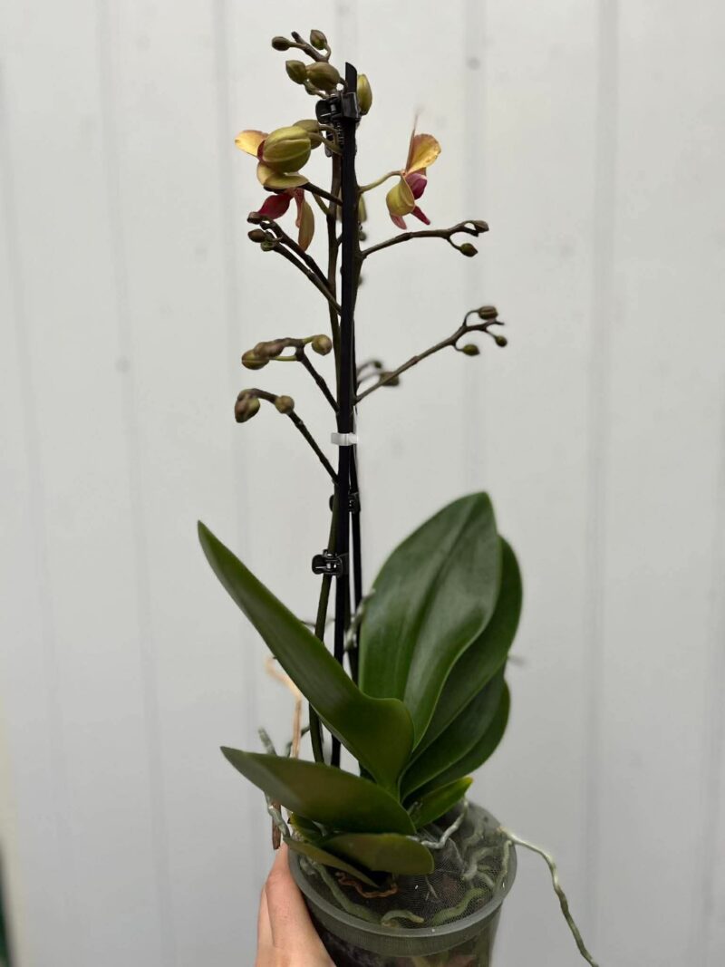 Phalaenopsis Sunset Love | Storczyk