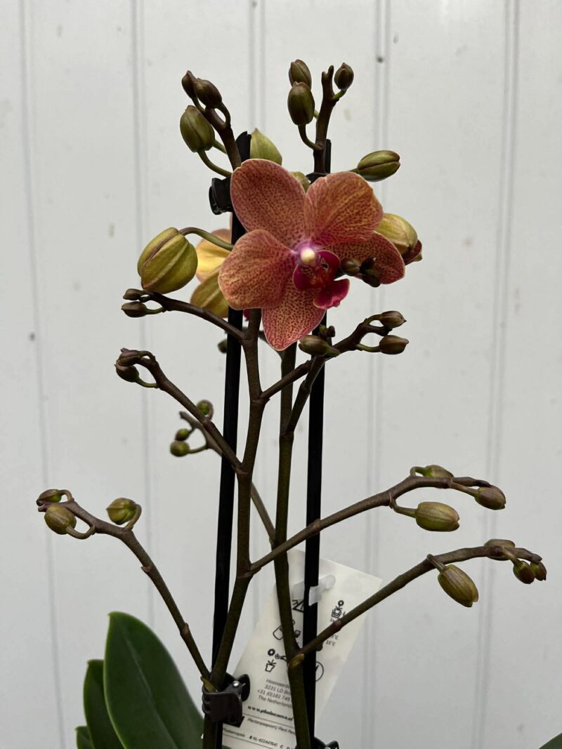 Phalaenopsis Sunset Love | Storczyk