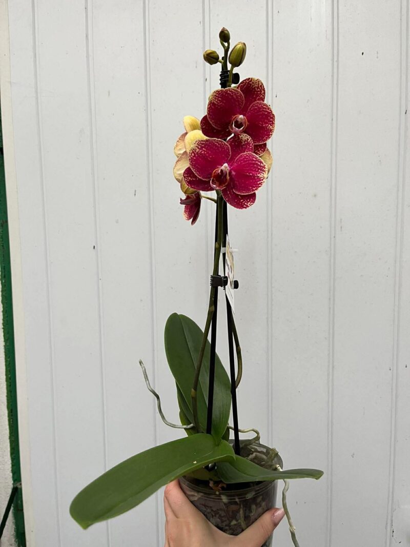 Phalaenopsis Limited 23 | Storczyk
