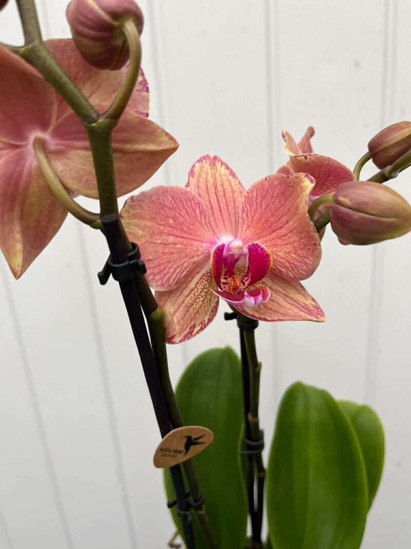 Phalaenopsis Pirate Picotee | Storczyk Phalaenopsis Pirate Picotee | Storczyk